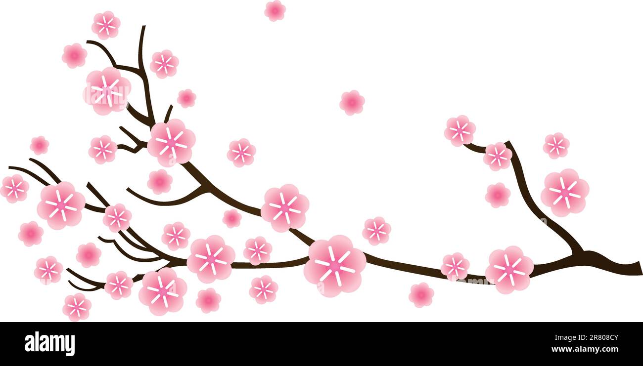 Cherry blossom, detail of sakura branch. Vector Stock Vector Image