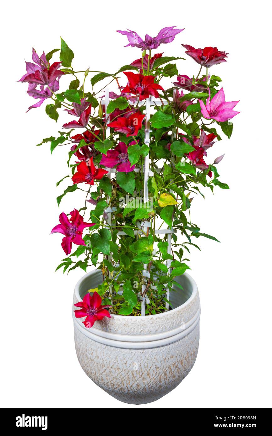 Isolated potted clematis flower with mulit colored blossoms Stock Photo