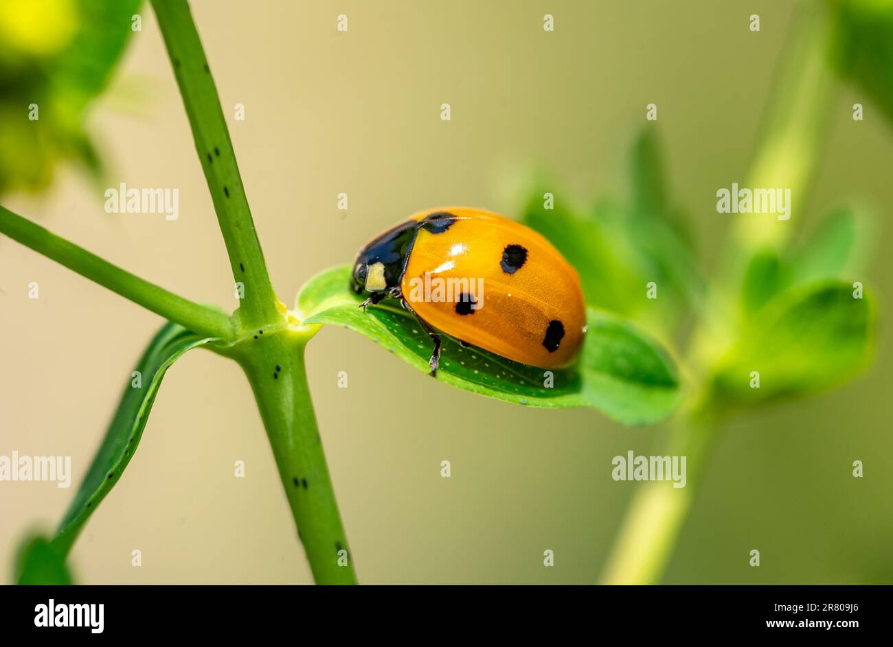 ladybug on green leaf macro shot Stock Photo