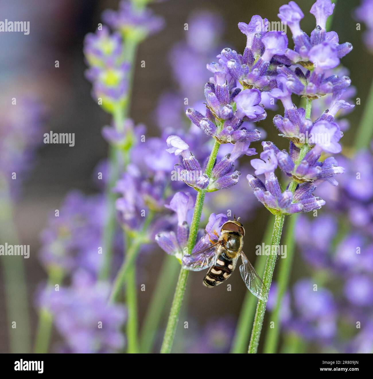 Hoverfly Syrphidae on lavender 01 Stock Photo