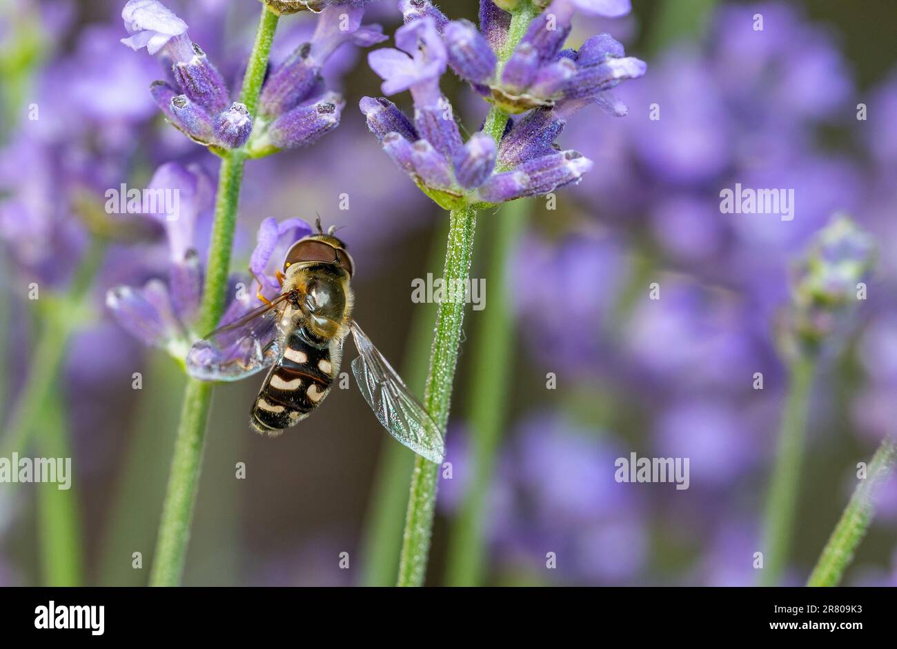 Hoverfly Syrphidae on lavender Stock Photo