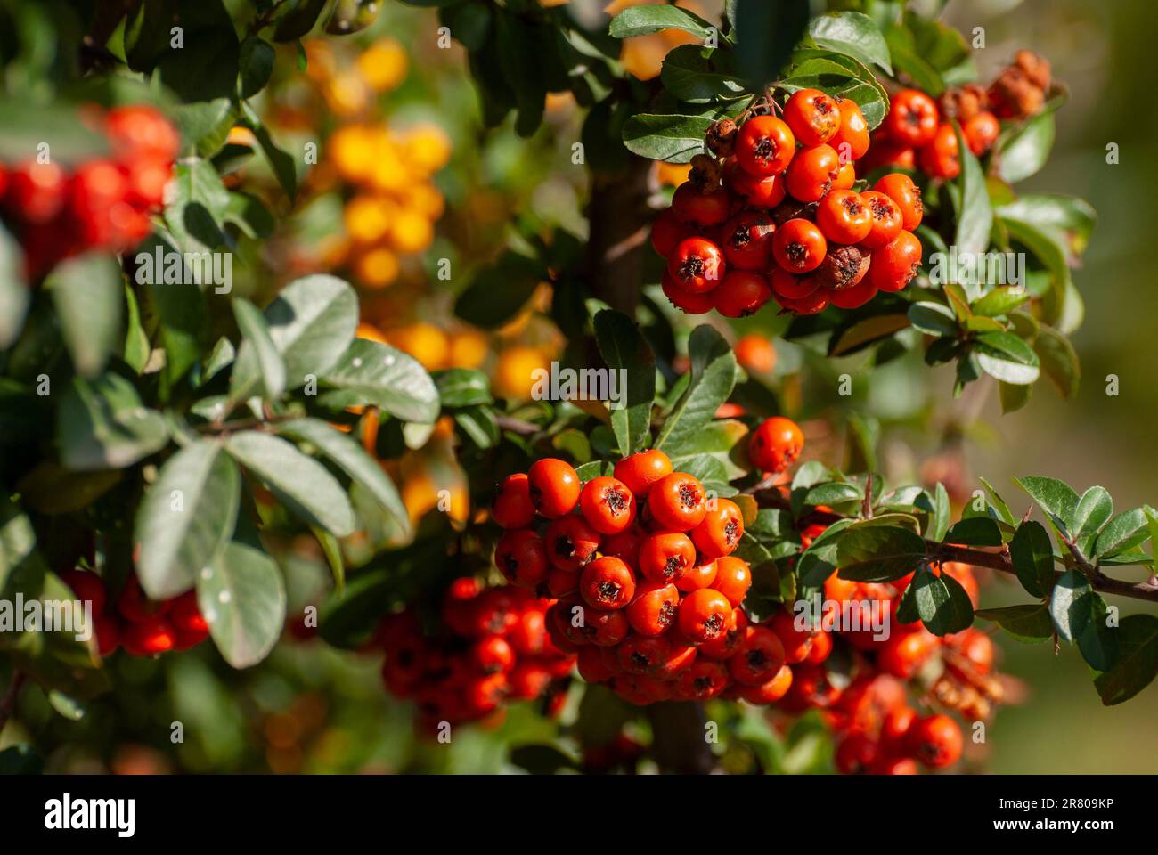 Cotoneaster garden shrub with large number bright red berries, decorative fruit, in sunlight on a sunny autumn day. Stock Photo