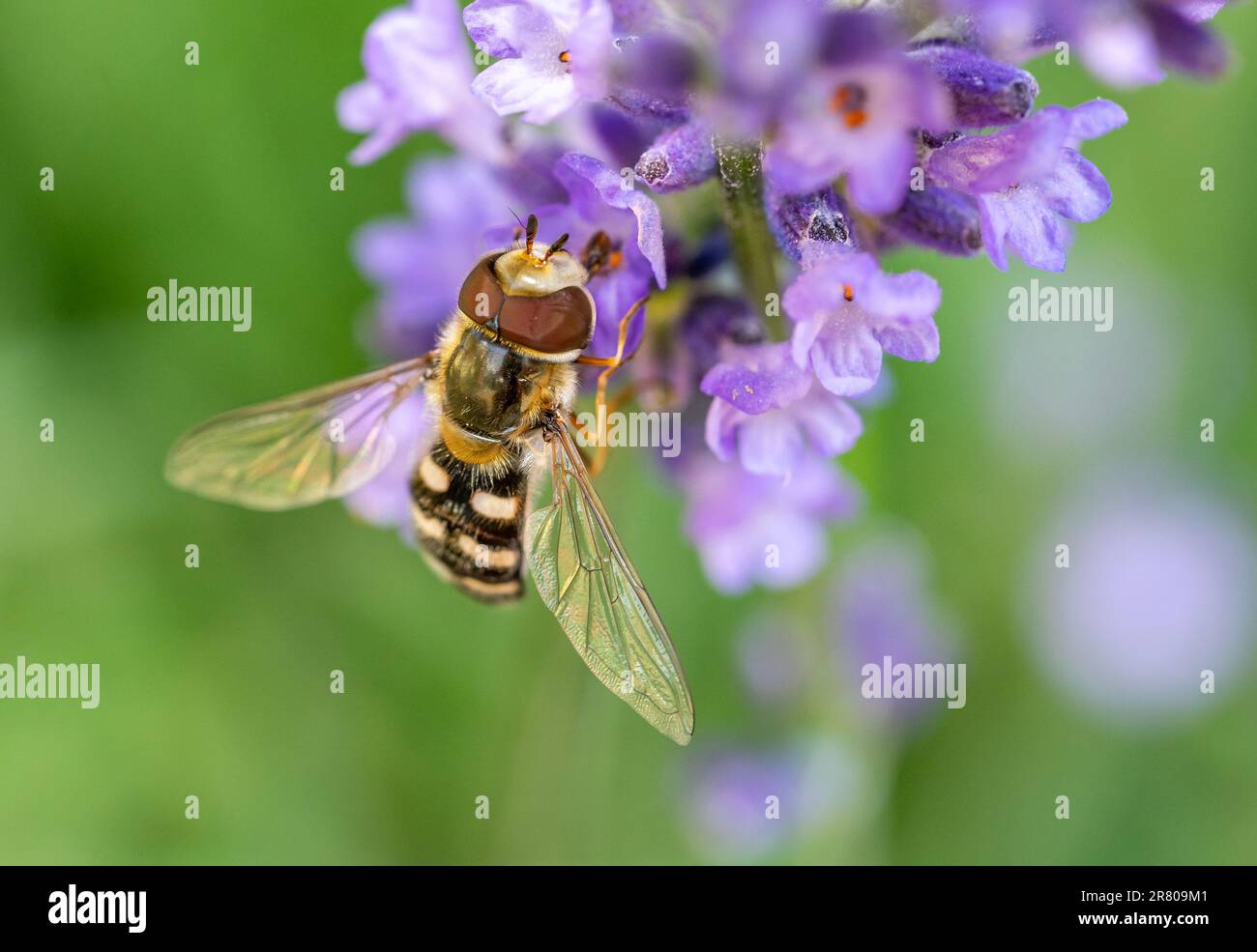 Hoverfly Syrphidae on a flower Stock Photo