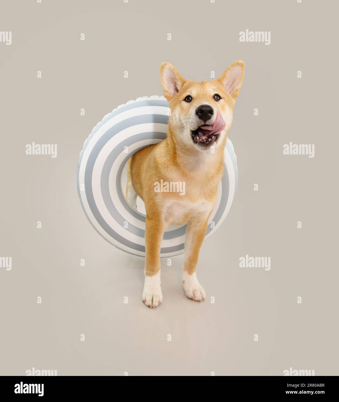 Portrait summer Shiba inu puppy dog summer inside of an inflatable ring and licking its lips with tongue. Isolated on gray background Stock Photo