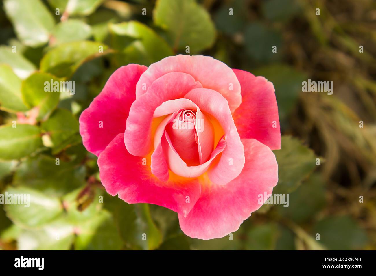 The middle is not yet bloomed, the pink rose with its green leaves ...