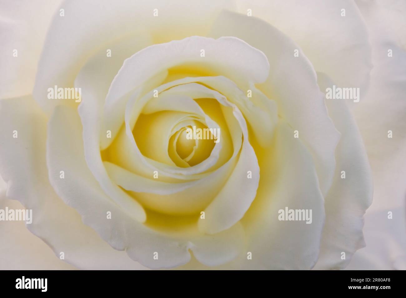 A soft white rose whose center has not yet bloomed,fulled frame Stock ...