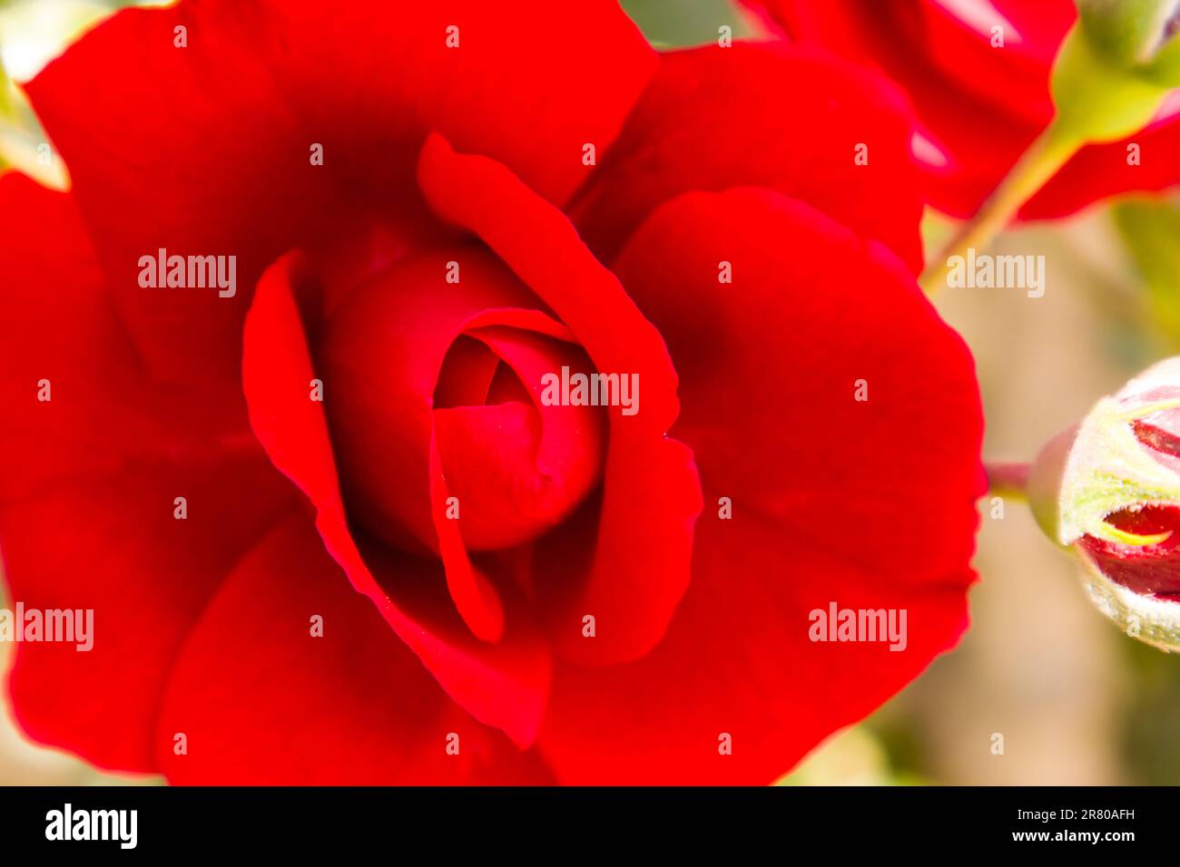 Passionate decorative flower petals hi-res stock photography and images ...