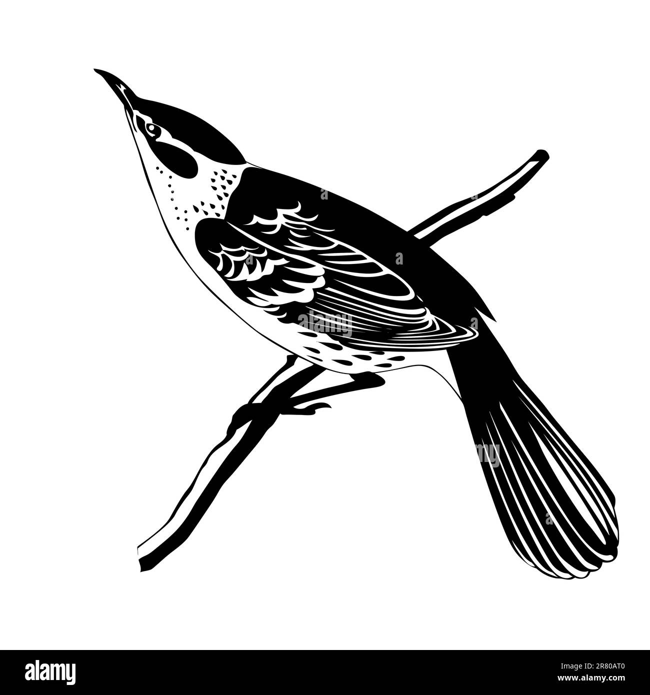 thrush silhouette on white background, vector illustration Stock Vector