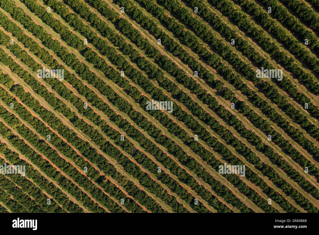 top view view of orange plantation corridors Stock Photo - Alamy