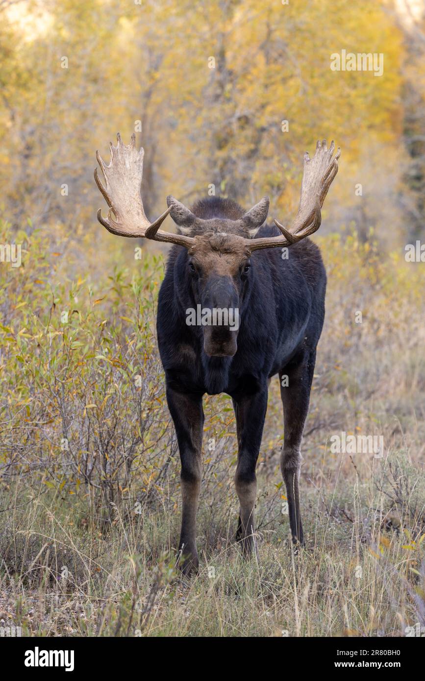 Bull Moose in the Rut in wyoming in Autumn Stock Photo - Alamy
