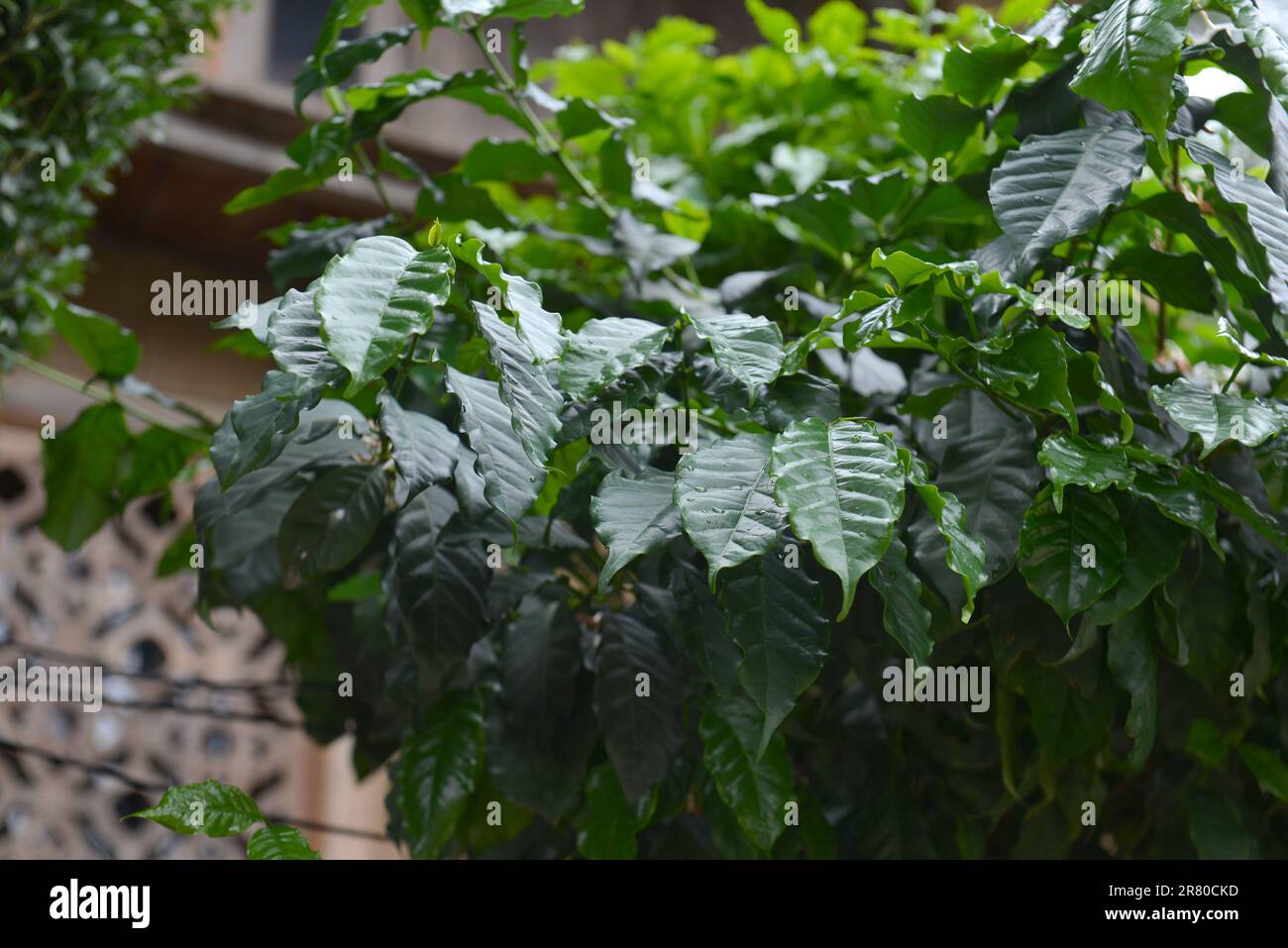 Coffee tree in highland Vietnam. 越南旅游, वियतनाम पर्यटन, 베트남 관광, ベトナム観光, ឌូលីច វៀតណាម Stock Photo