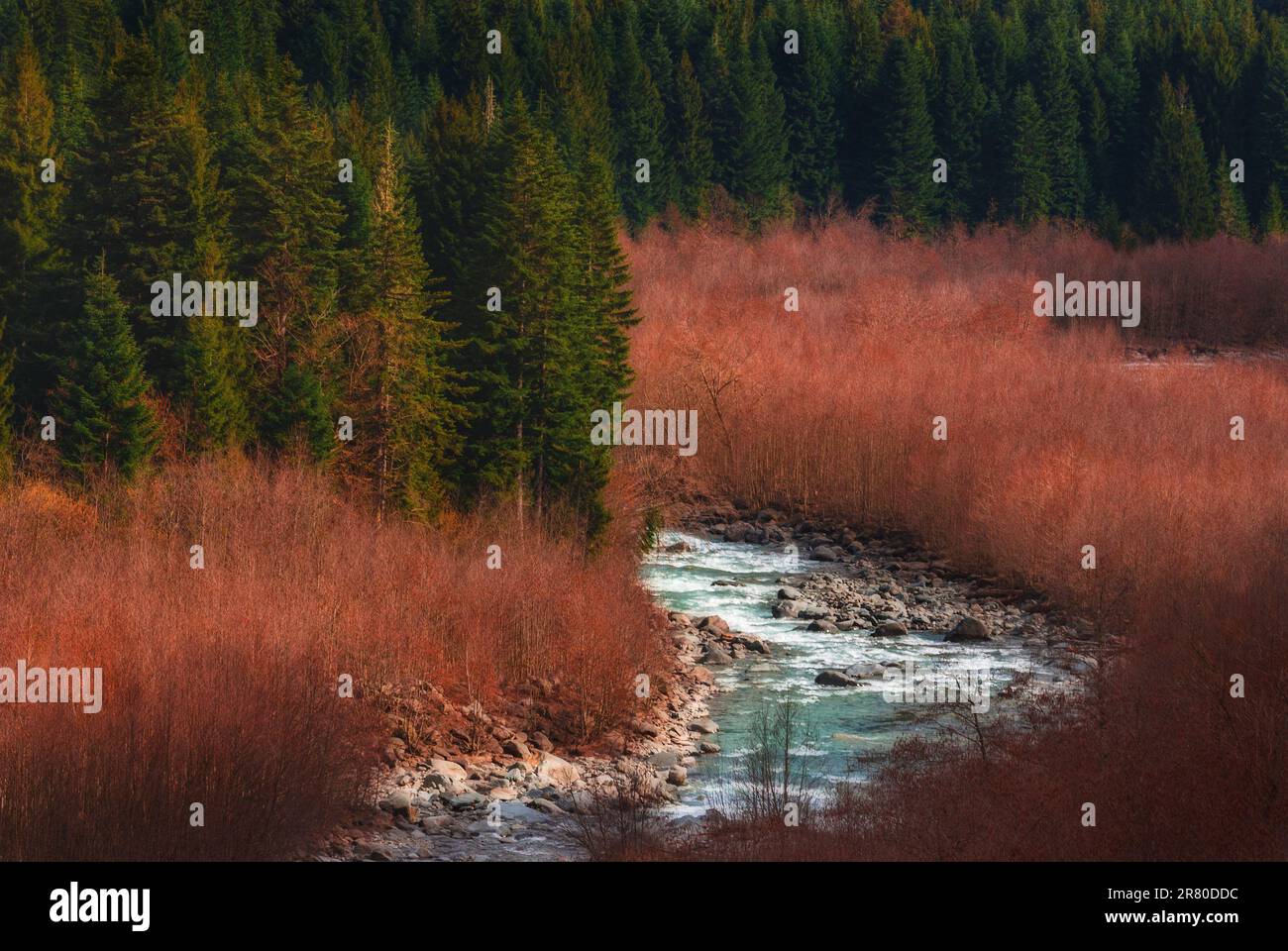 beautiful early spring time scene in forest with river Stock Photo