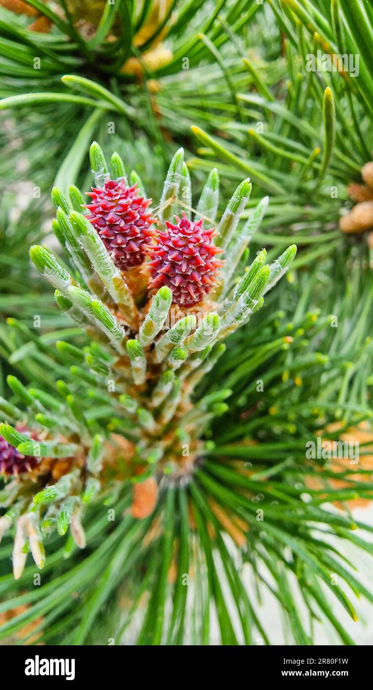 Small pine tree cones hi-res stock photography and images - Alamy