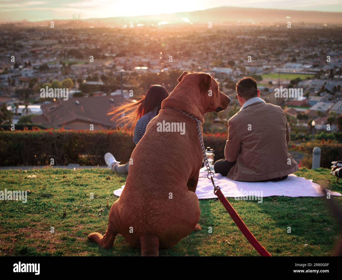 Couple dog having picnic hi-res stock photography and images - Alamy