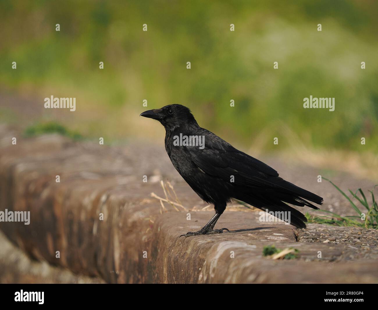 Carrion crows are found from urban gardens to mountains, and the range of habitats between.  A very successful corvid. Stock Photo