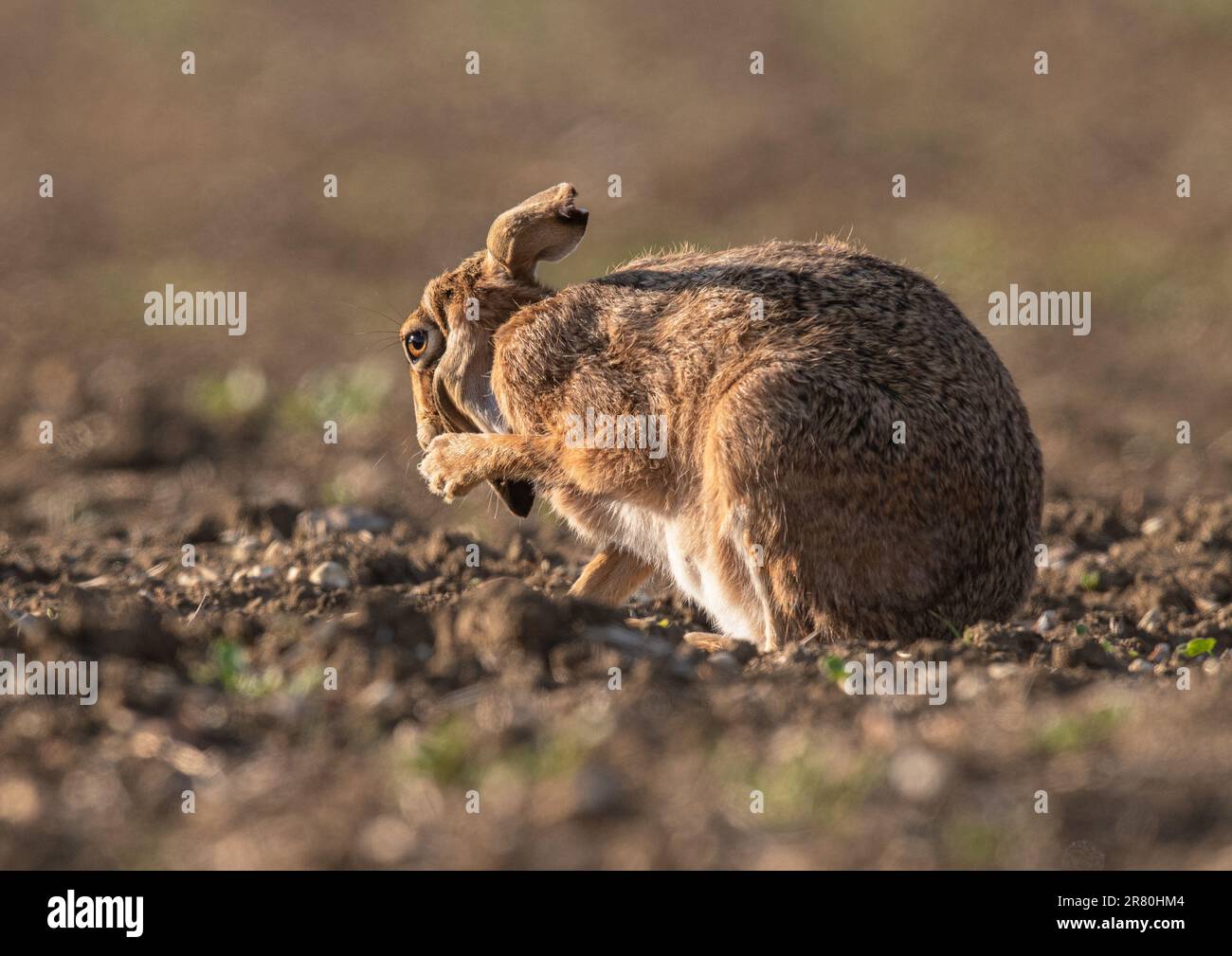 A close up detailed shot of a Brown Hare ( Lepus europaeus) washing and grooming his  big ears  in  the newly drilled sugar beet field . Suffolk, UK. Stock Photo