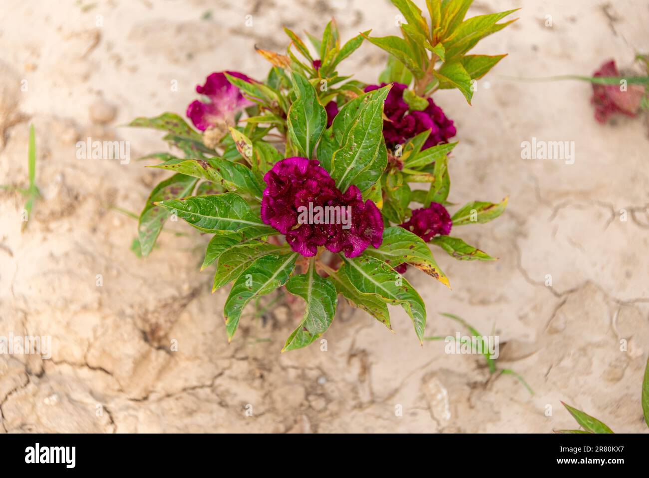 A cristate or crested variety of Celosia argentea. Stock Photo