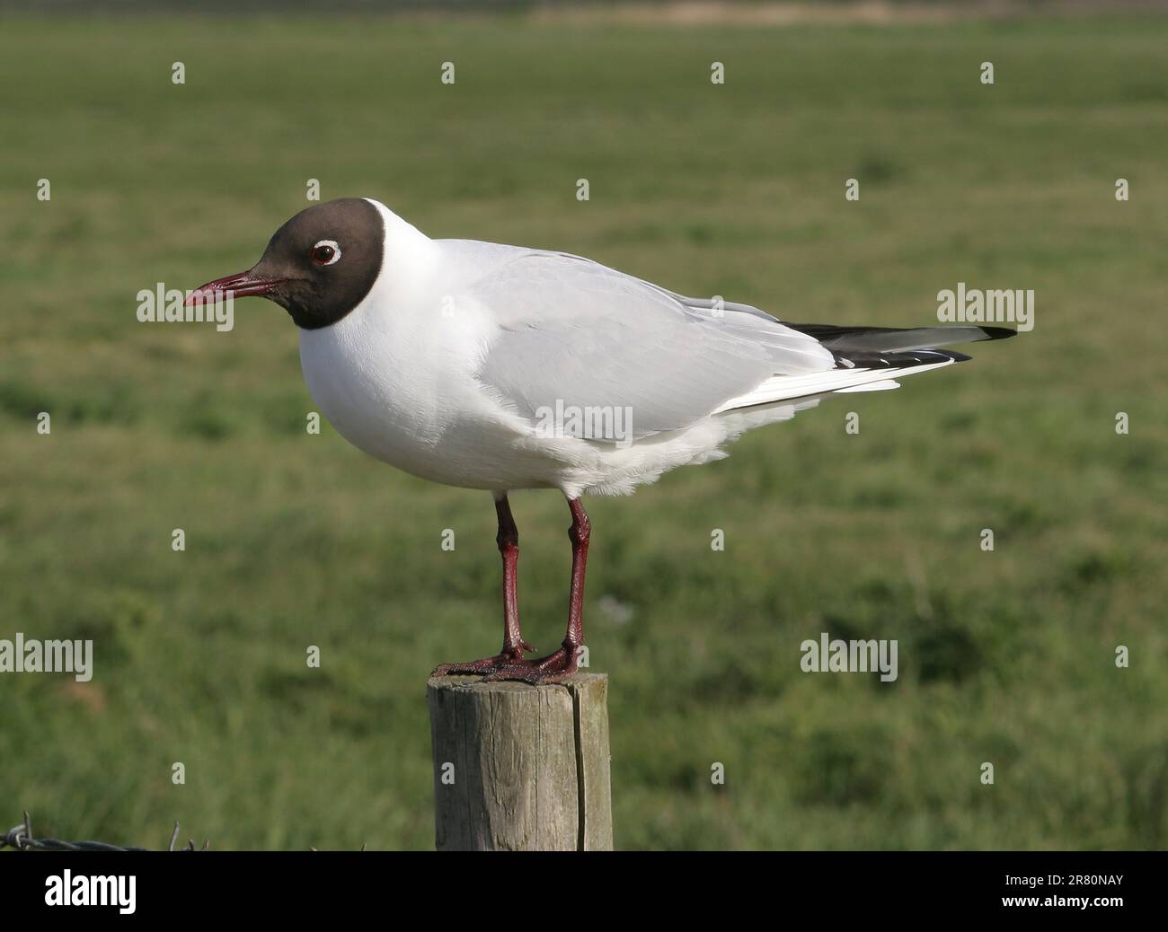 Black-headed Gull (Larus ridibundus) adult standing on post  Norfolk, UK.              May Stock Photo