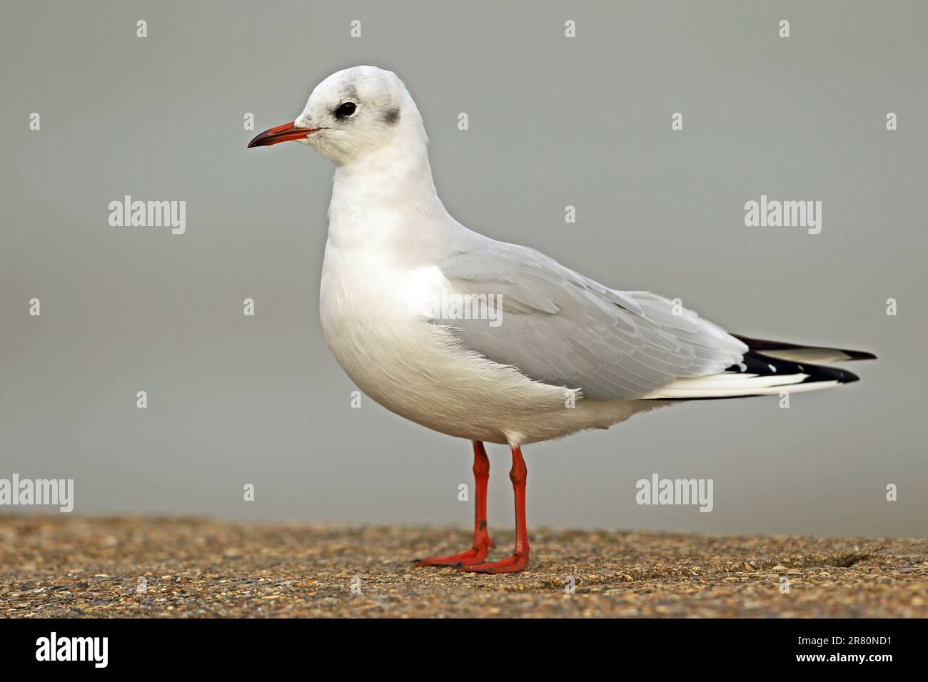 Black-headed Gull (Larus ridibundus) winter plumage adult standing on sea wall  Norfolk, UK.                November Stock Photo