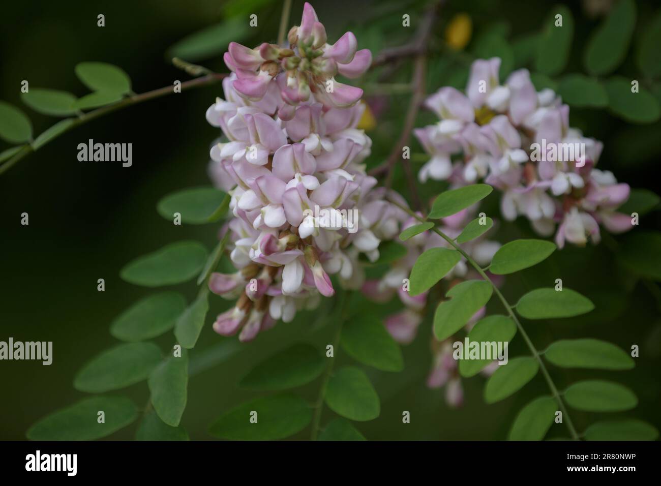 Robinia hispida. Branch with leaves and flowers of Rose-acacia. Bunches of pink flowers of Moss locust in full bloom. Pink blooming Robinia pseudoacac Stock Photo