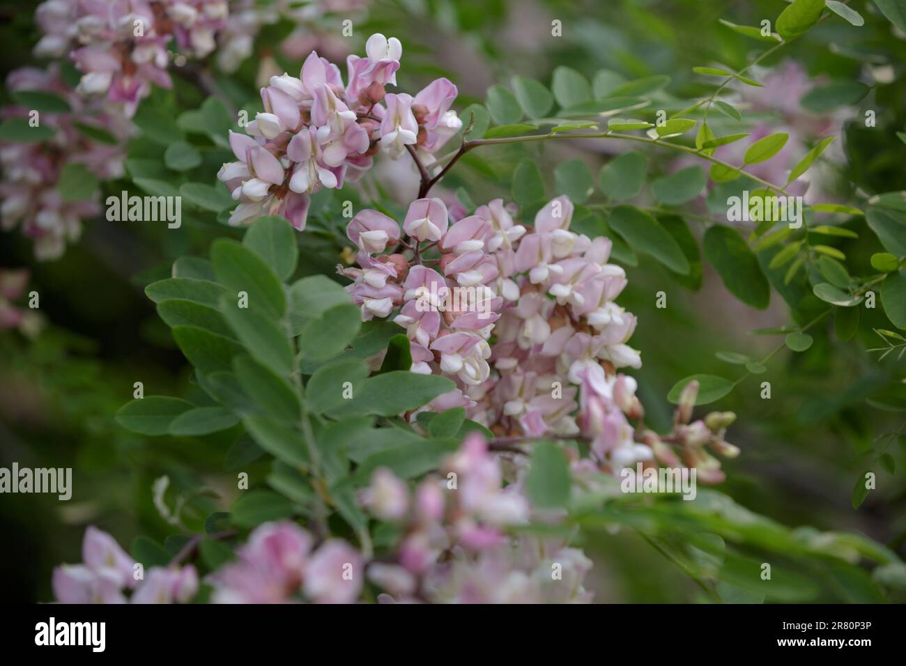 Pink blooming Robinia hispida. Branch with leaves and flowers of Rose-acacia. Bunches of pink flowers of Moss locust in full bloom Stock Photo