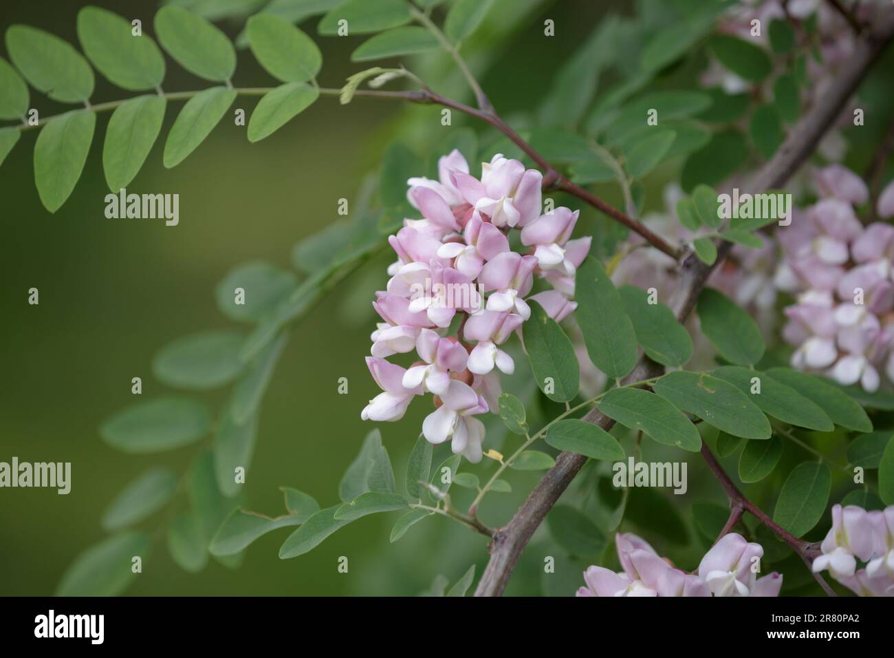 Robinia hispida. Branch with leaves and flowers of Rose-acacia. Bunches of pink flowers of Moss locust in full bloom Stock Photo