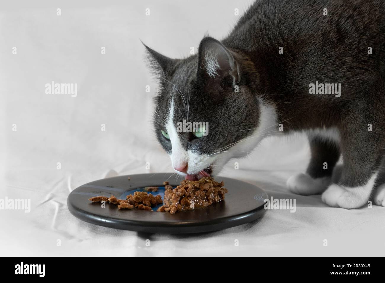 Grey and white cat eating wet food off a plate with light background Stock Photo Alamy