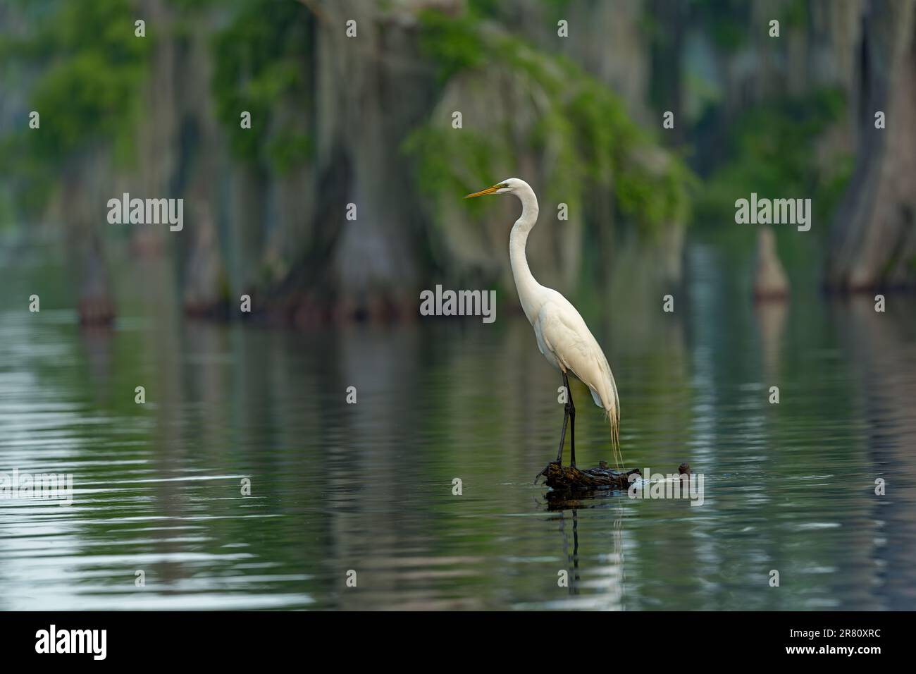 Louisiana swamp bird hi-res stock photography and images - Alamy