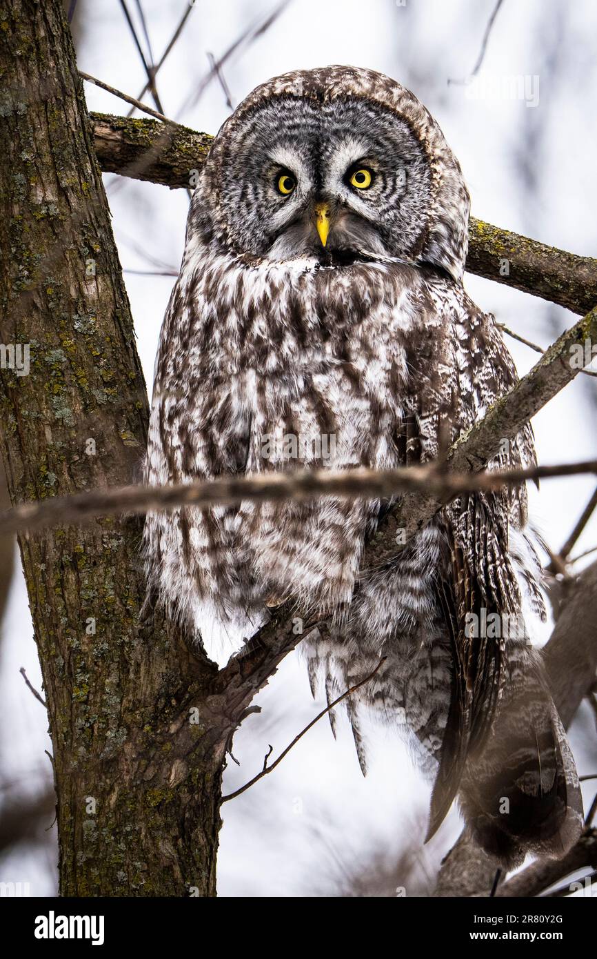 Great Gray Owl perched and resting  during cloudy afternoon. Stock Photo