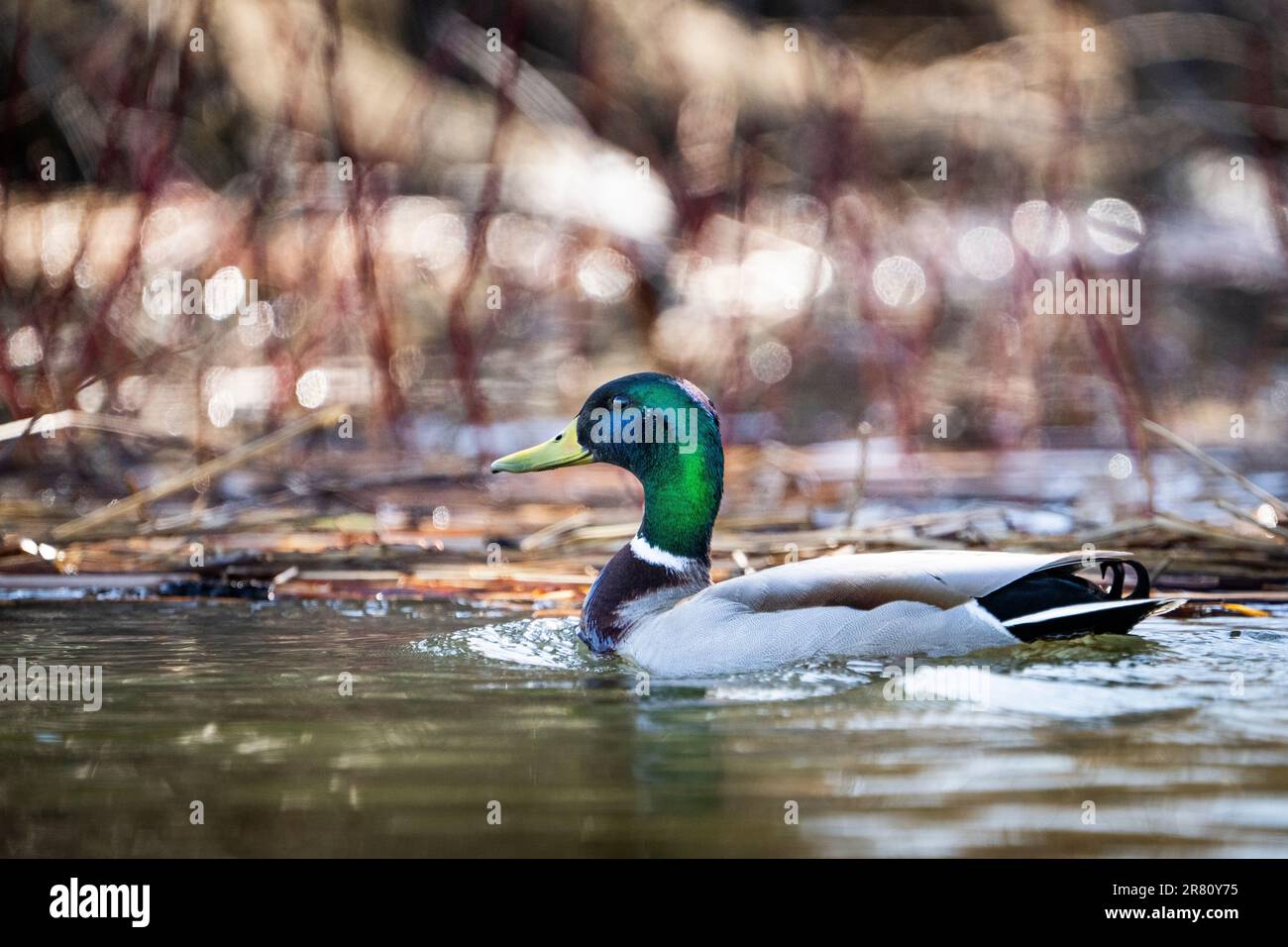Mallard duck swimming in a marsh along the St. Lawrence River Stock Photo