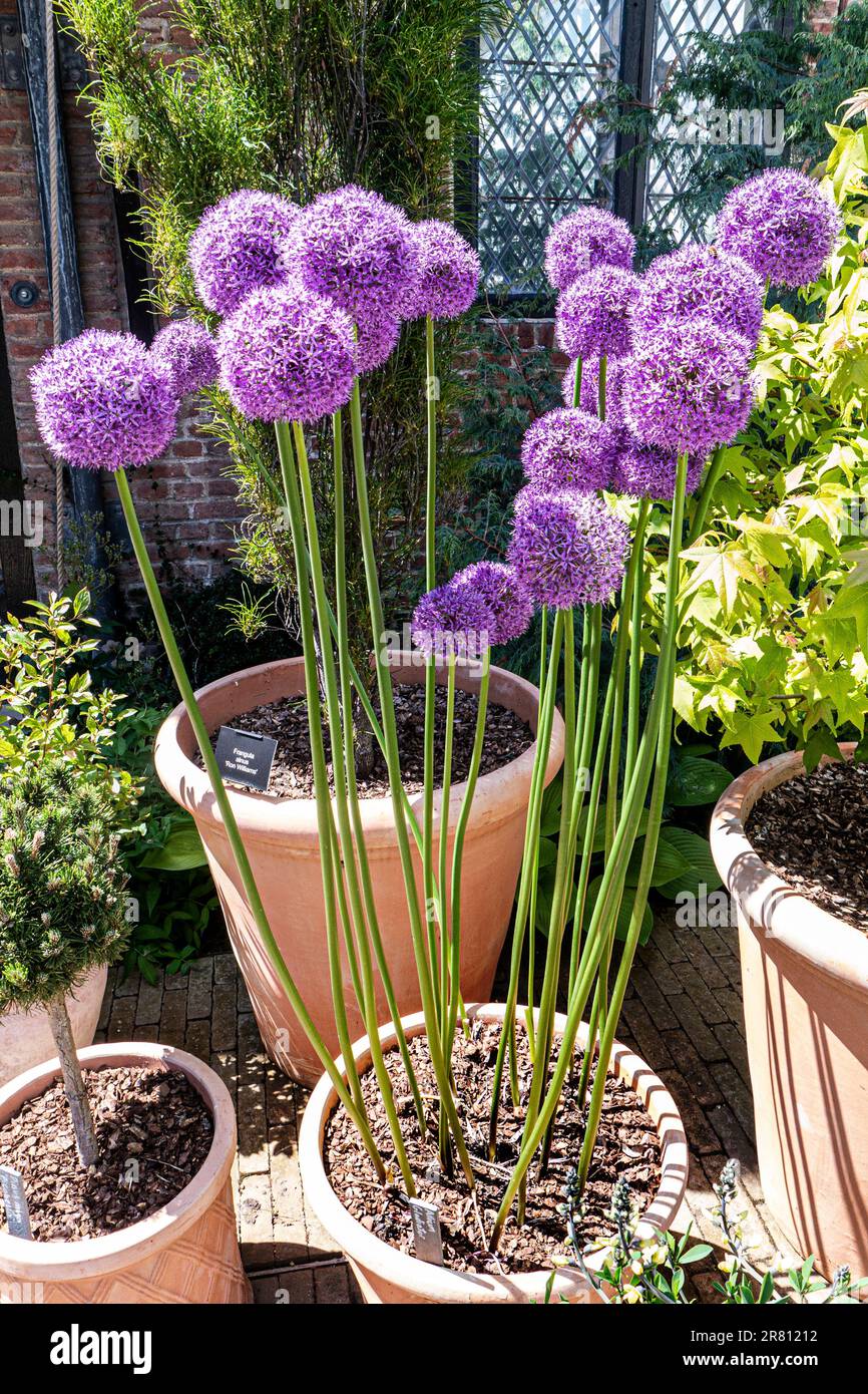 ALLIUM AMBASSADOR Allium are bulbous herbaceous perennials with  strong onion/garlic scent, linear, strap-shaped or cylindrical basal leaves Stock Photo