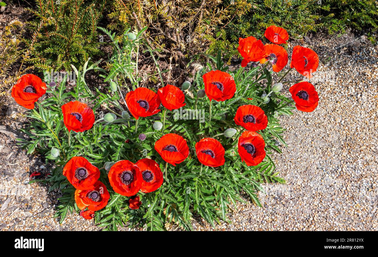 POPPY Papaver orientale oriental poppy bordering a gravel path walkway Surrey Garden UK Stock Photo