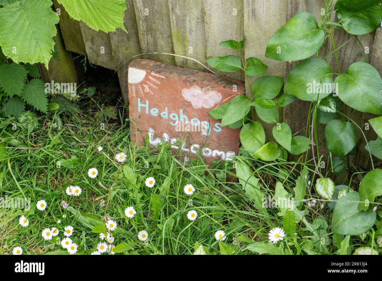 HEDGEHOGS WELCOME SIGN. Charming misspelt sign projecting awaremess of the importance of Hedghogs in the domestic garden, with a  passage to habitat Stock Photo