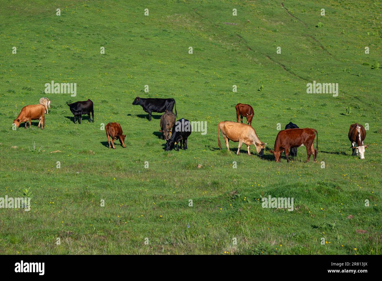 Herd of cows on alpine meadows Stock Photo