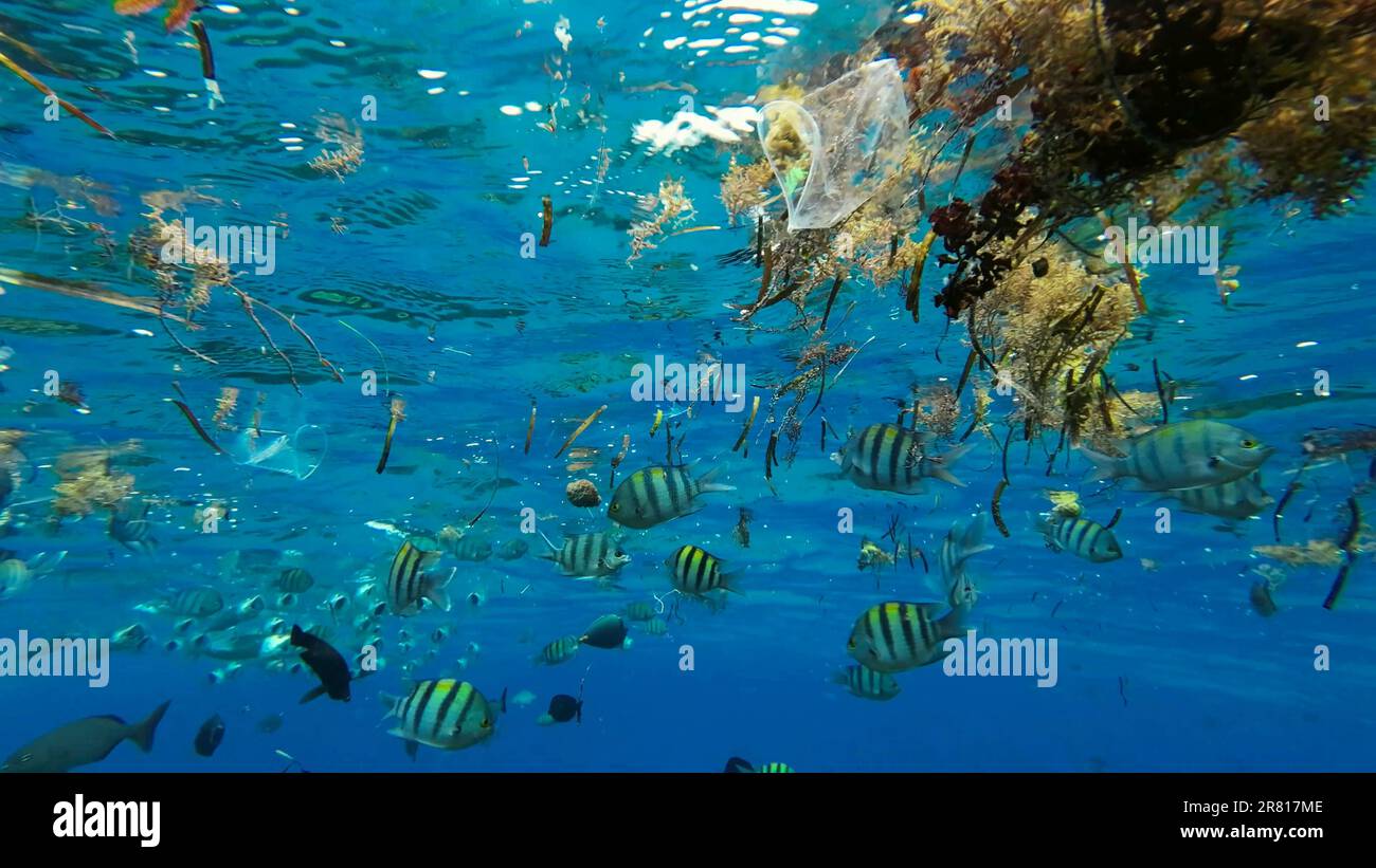 Plastic debris drifts along with scraps of algae on surface of water above the coral reef, tropical fish swim around and feed below surface, Red sea, Stock Photo