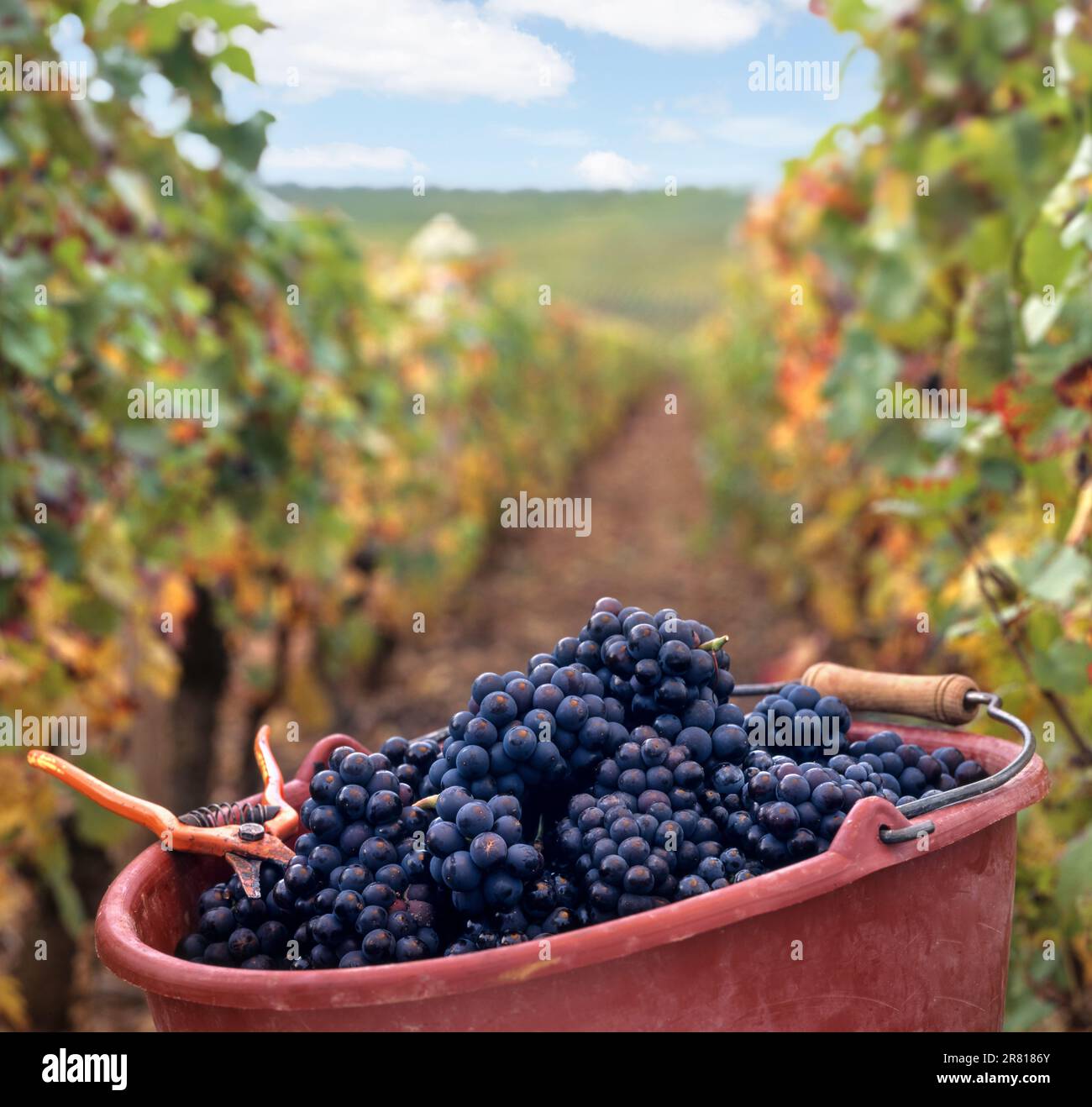 Pinot Noir Premier Cru red wine harvest grapes with pickers secateurs, in vendange bucket in French vineyard Burgundy Côte de Beaune Bourgogne France Stock Photo
