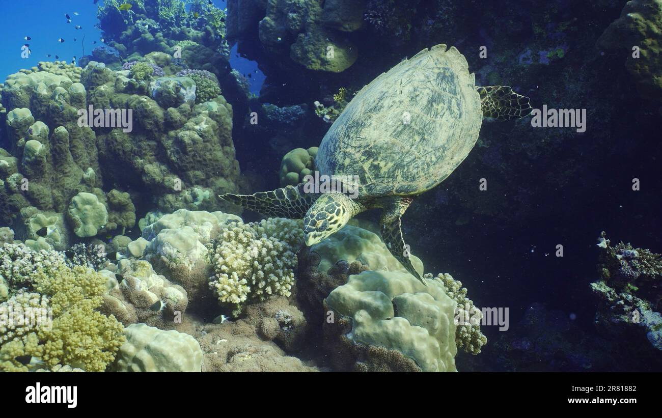 Top view of Hawksbill Sea Turtle or Bissa (Eretmochelys imbricata) feeds on hard corals on top of a beautiful tropical reef, Red sea, Egypt Stock Photo