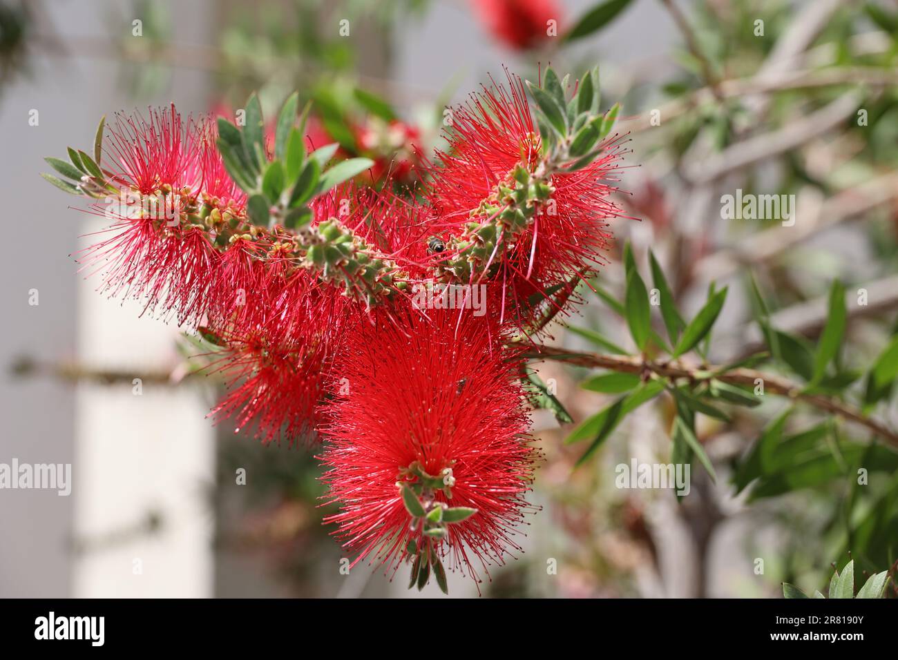Bottle brush tree hires stock photography and images Alamy