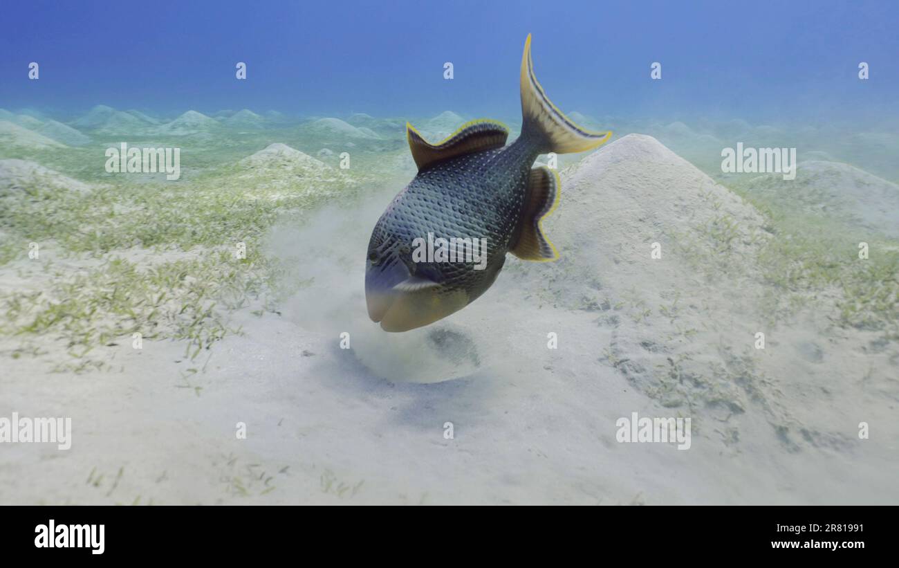 Close up of Yellowmargin Triggerfish (Pseudobalistes flavimarginatus) feeding on sandy bottom blowing sand with water jet, Red sea Egypt Stock Photo
