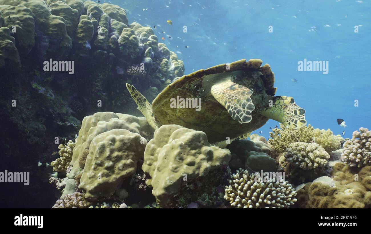 Bottom view of Hawksbill Sea Turtle or Bissa (Eretmochelys imbricata) feeds on hard corals on top of a beautiful tropical reef, Red sea, Egypt Stock Photo