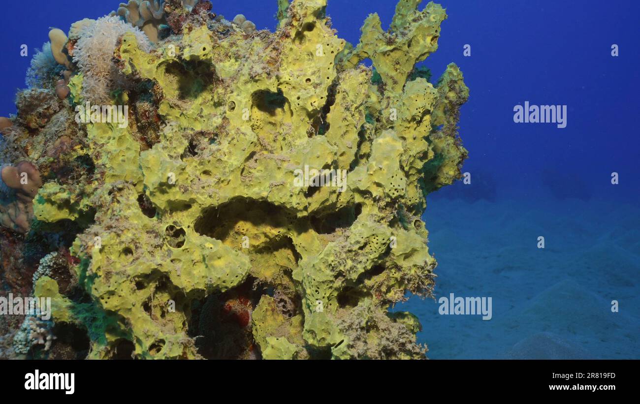 Soft coral Yellow Broccoli or Broccoli coral (Litophyton arboreum) on the deep in motning time, Red sea, Egypt Stock Photo