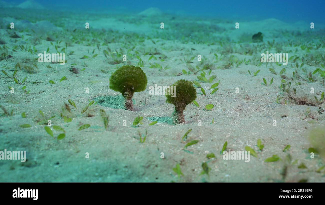 Solitary fan green seaweed (Avrainvillea erecta) on sandy bottom in daytime, Red sea, Egypt Stock Photo
