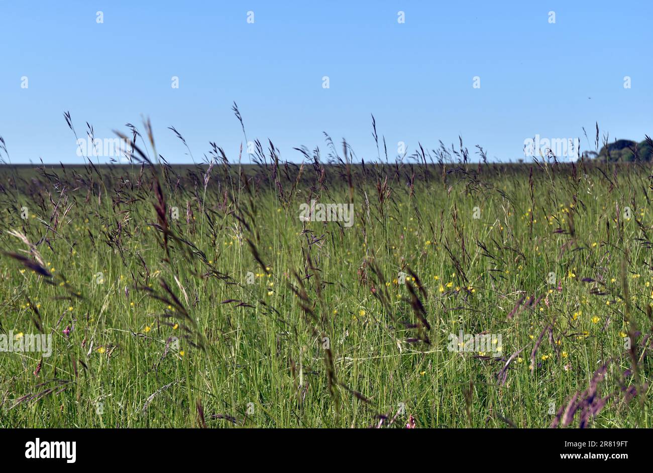 Grassland in summer Stock Photo