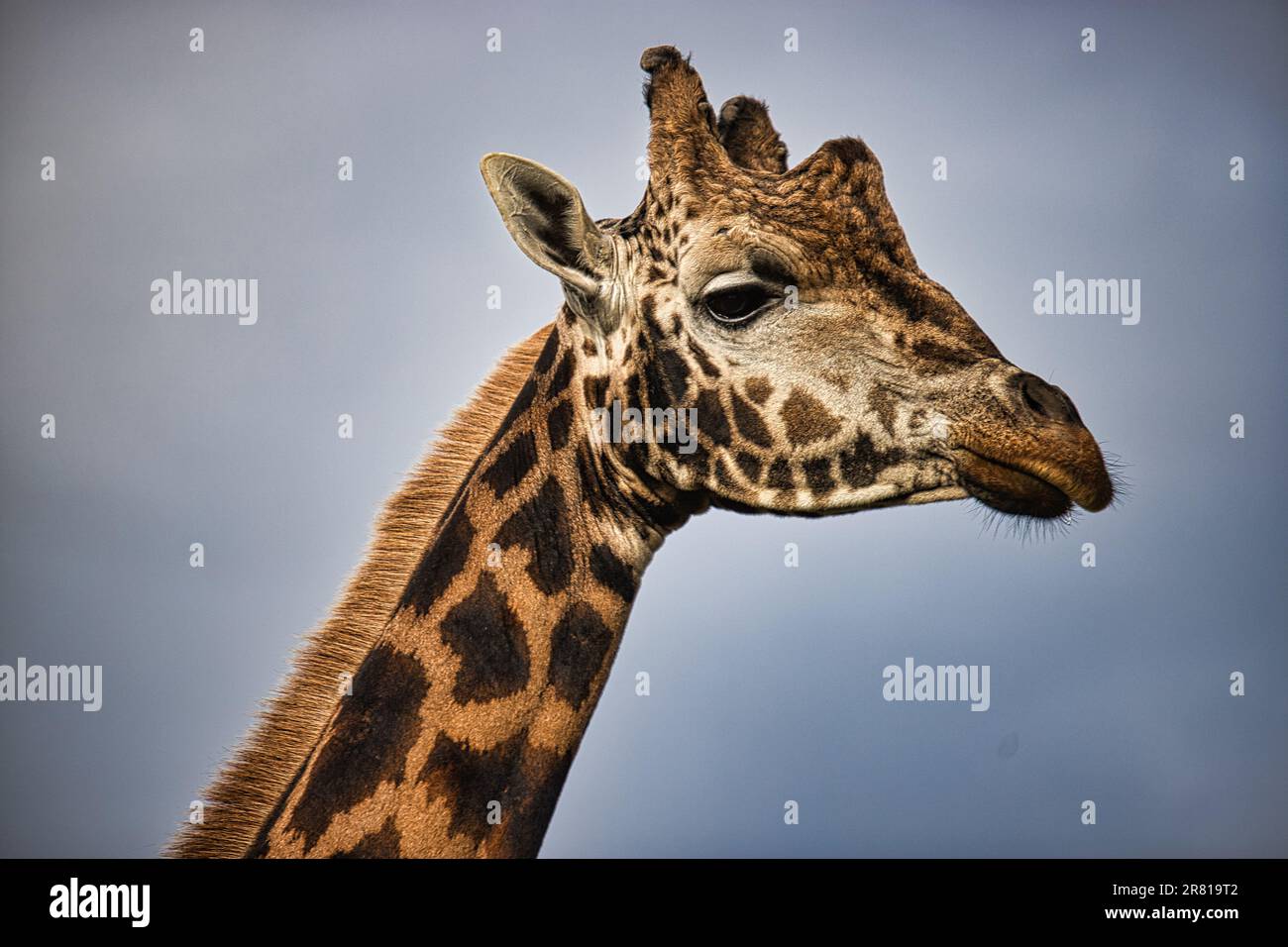 Closeup side profile of a giraffe, its mouth slightly open as it chews