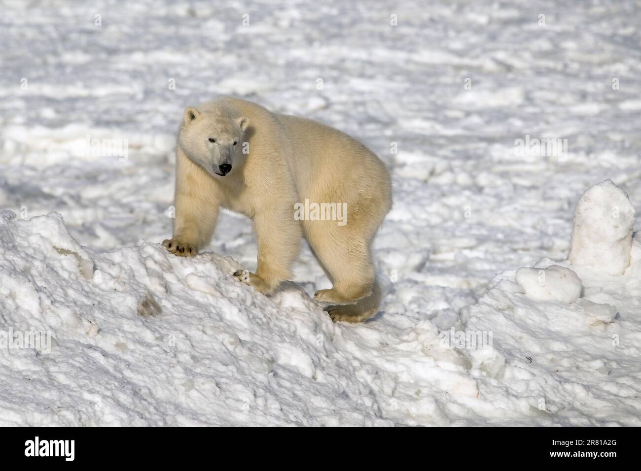 Polar bear climbing snow hill near the shore of Hudson Bay, Manitoba Stock Photo