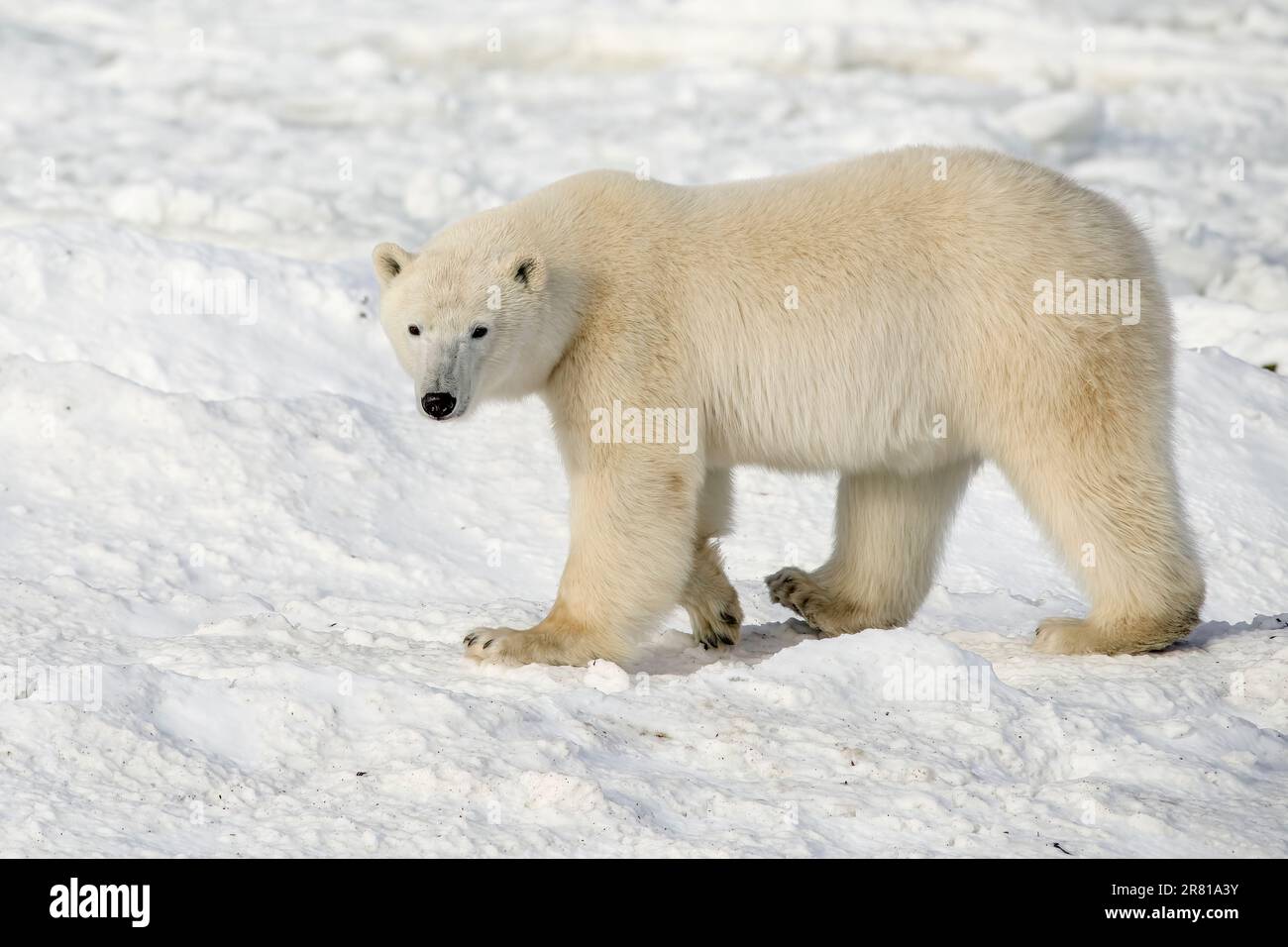 Polar bear walking on snow and ice, Hudson's Bay, Churchill, Manitoba Stock Photo