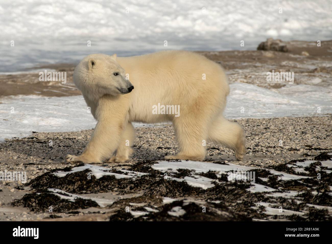 Large male polar bear looking back over his shoulder, Hudson Bay, Churchill, Manitoba Stock Photo