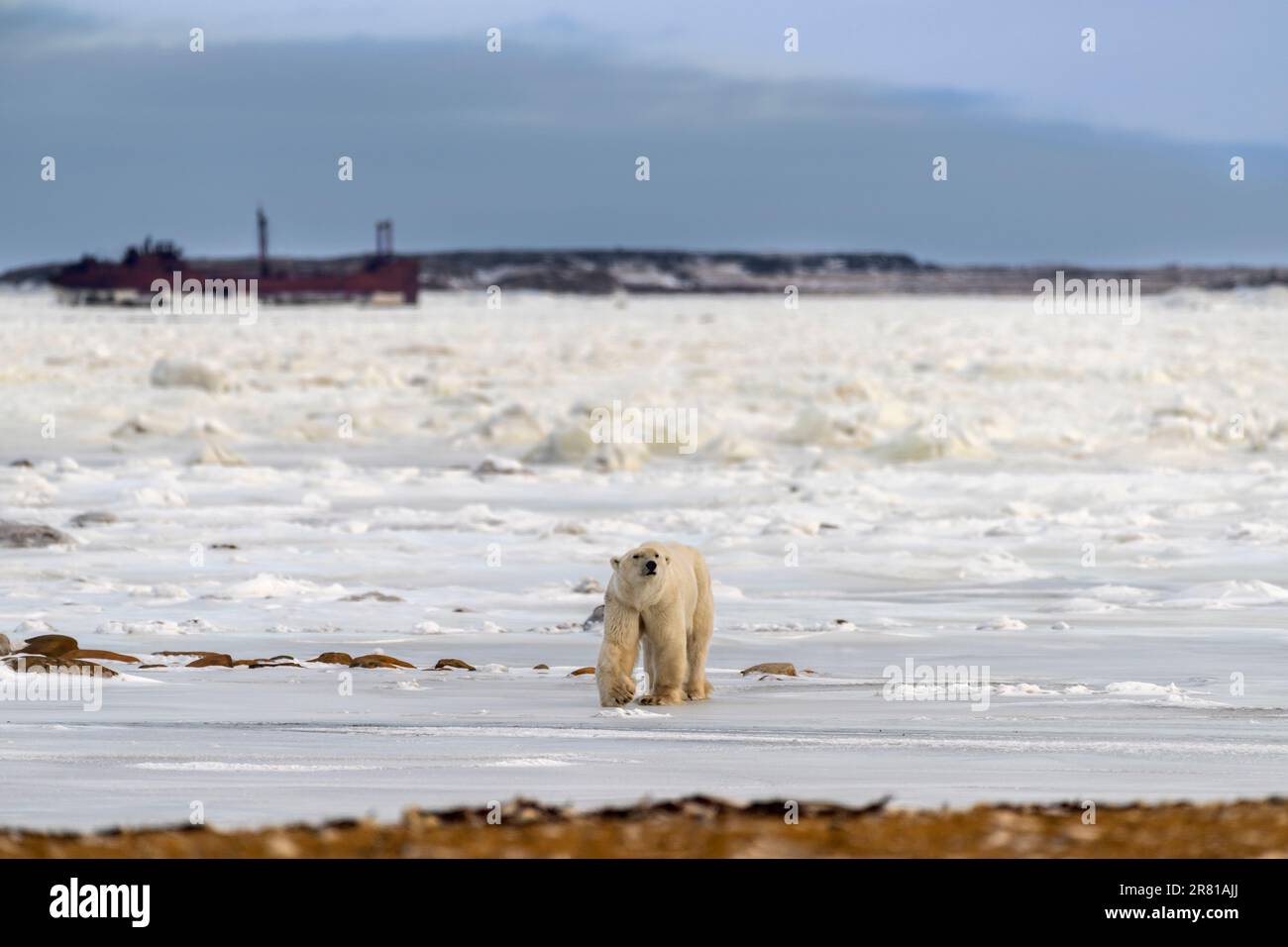 Large male polar bear coming in off the ice to the beach, Churchill, Manitoba Stock Photo