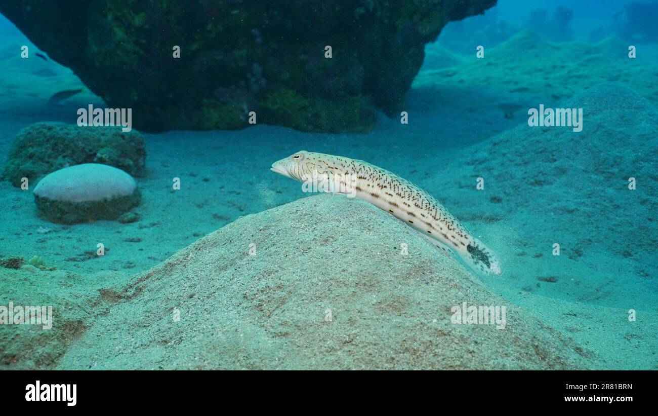 Red Sea, Egypt. 17th June, 2023. Sandperch on sandy bottom. Speckled Sandperch or Blacktail grubfish (Parapercis hexophtalma) lies on hilly sands seabed on the depth, Red sea, Egypt (Credit Image: © Andrey Nekrasov/ZUMA Press Wire) EDITORIAL USAGE ONLY! Not for Commercial USAGE! Stock Photo