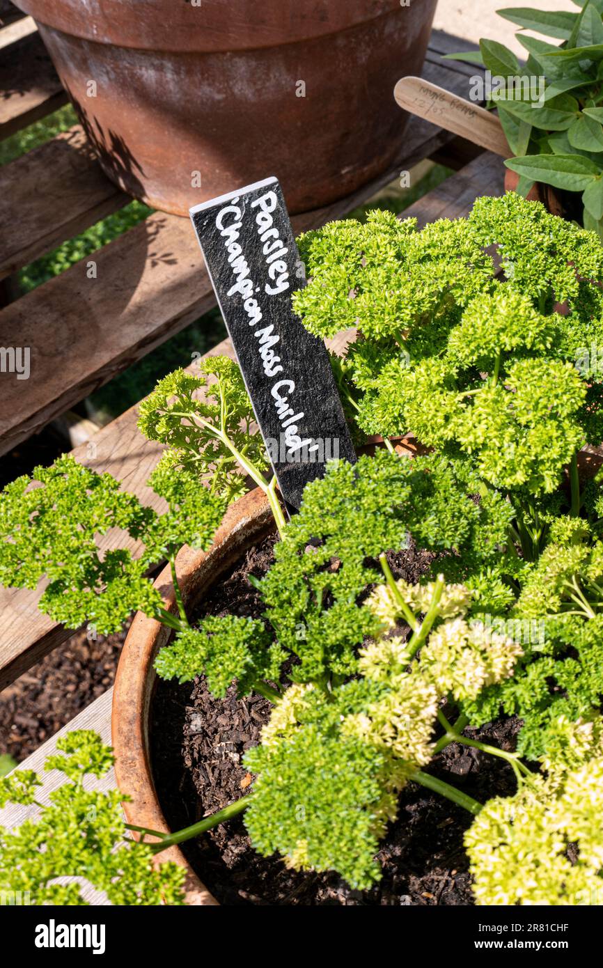 PARSLEY Petroselinum crispum 'Moss Curled' Moss Curled' is a biennial herb with aromatic, deeply-cut, tightly-curled leaves and small umbels of yellow-green flowers in summer Stock Photo